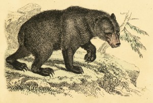 The fabled black bear. Image: iStock/Getty