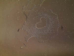 I -3 ES Cells! - Sue