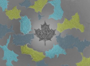 Maple Leaf Cells - CCRM colours - Patrick