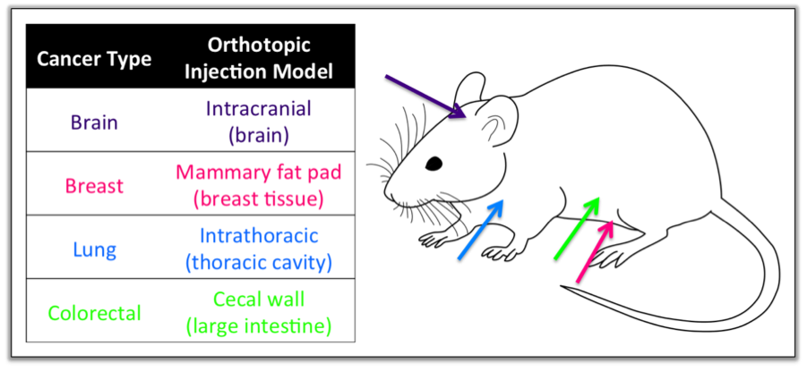 Figure 3: Orthotopic injection models are used to observe tumour growth in its ‘natural’ environment (niche). Some commonly used orthotopic injection models are shown here.