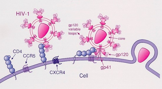 HIV virus enters the cell via the CCR5 receptor (image courtesy of Wikipedia)
