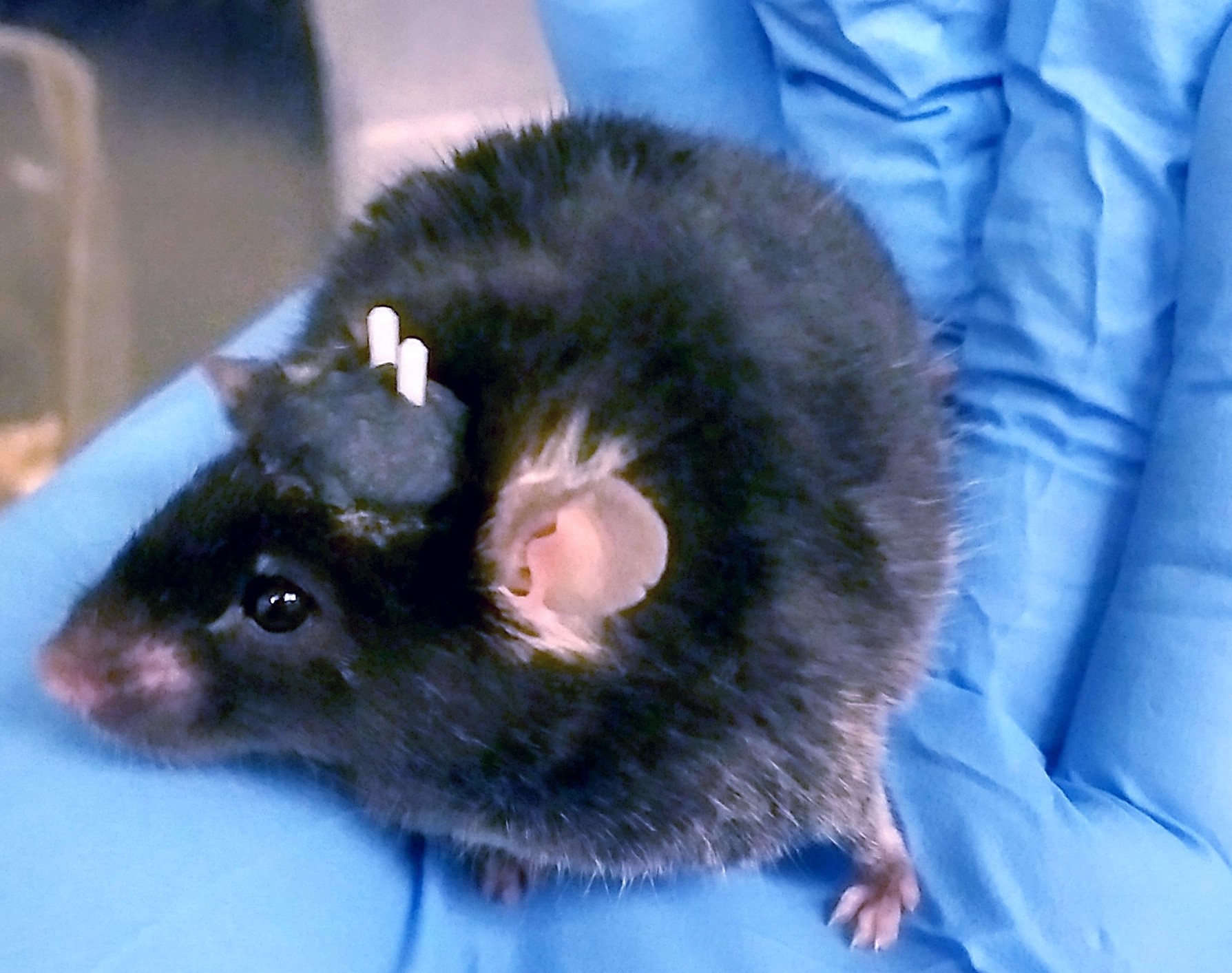 The everexpanding toolkit Signals Blog